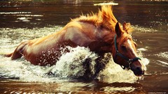 Nature Animals water Horses swimming lakes
