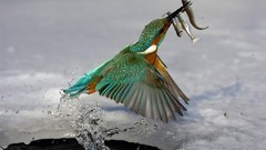 Nature Animals water ice Birds fish kingfisher