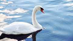 Nature Animals water Swans