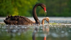 Nature Animals water Swans Black Swan swimming lakes 
