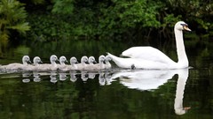 Nature Animals water Swans swimming reflections rivers