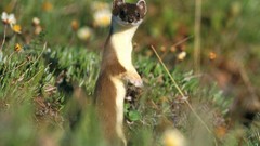 Nature Animals weasels