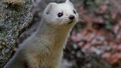 Nature Animals weasels stoat
