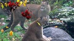 Nature Animals wet puma