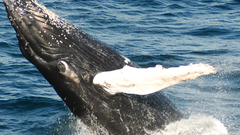 Nature Animals Whales