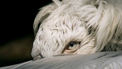 Nature Animals white Birds national geographic