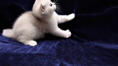 Nature Animals white cats Kittens