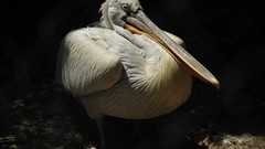 Nature Animals white feathers Pelicans wildlife