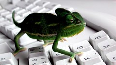 Nature Animals white Green Buttons keyboards pets chameleons
