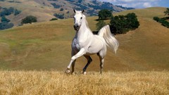 Nature Animals white Horses White Horse