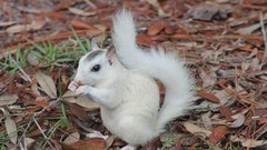 Nature Animals white outdoors squirrels