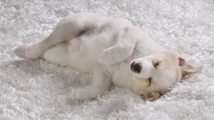 Nature Animals white panda bears