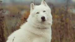 Nature Animals white Wolves