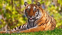 Nature Animals widescreen Tigers wild animals