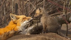 Nature Animals Wild foxes