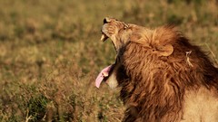 Nature Animals Wild Lions