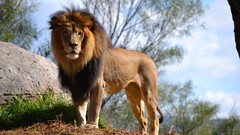 Nature Animals Wild Lions