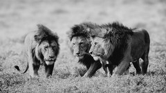 Nature Animals Wild Lions grayscale