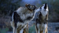 Nature Animals Wild Wolves