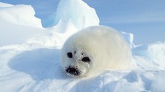 Nature Animals wildlife