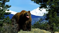 Nature Animals wildlife