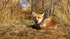 Nature Animals wildlife