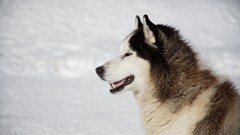 Nature Animals wildlife