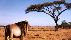 Nature Animals wildlife