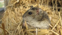 Nature Animals wildlife