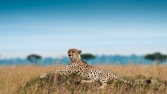 Nature Animals wildlife