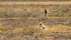 Nature Animals wildlife