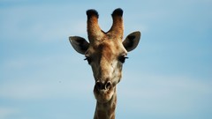 Nature Animals wildlife