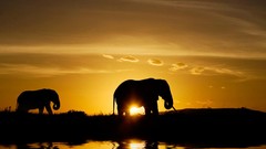 Nature Animals wildlife