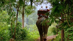 Nature Animals wildlife