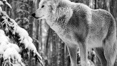 Nature Animals wildlife