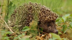 Nature Animals wildlife