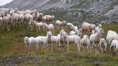 Nature Animals wildlife