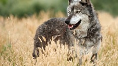 Nature Animals wildlife Dogs