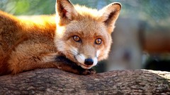 Nature Animals wildlife foxes