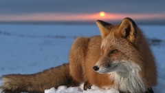Nature Animals wildlife foxes