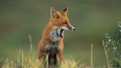 Nature Animals wildlife foxes