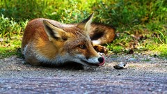 Nature Animals wildlife foxes