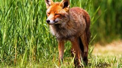 Nature Animals wildlife foxes