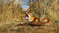 Nature Animals wildlife foxes