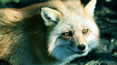 Nature Animals wildlife foxes