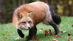 Nature Animals wildlife foxes