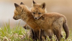 Nature Animals wildlife foxes