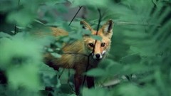 Nature Animals wildlife foxes