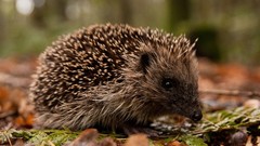 Nature Animals wildlife hedgehogs