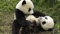 Nature Animals wildlife panda bears